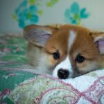 Reddybook: Revolutionizing Digital Publishing, Education, and Collaborative Learning