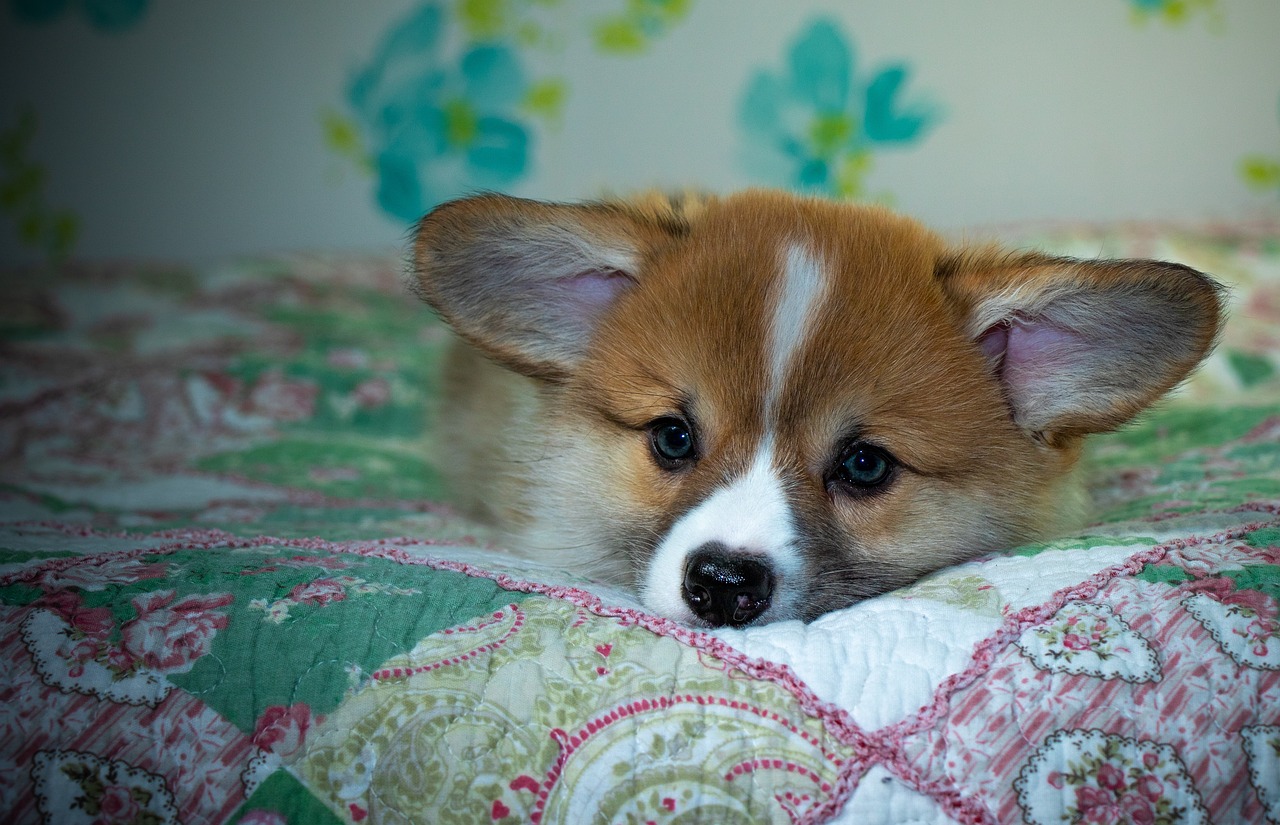 Reddybook: Revolutionizing Digital Publishing, Education, and Collaborative Learning